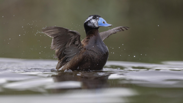 Rare white-headed duck splashes in the water