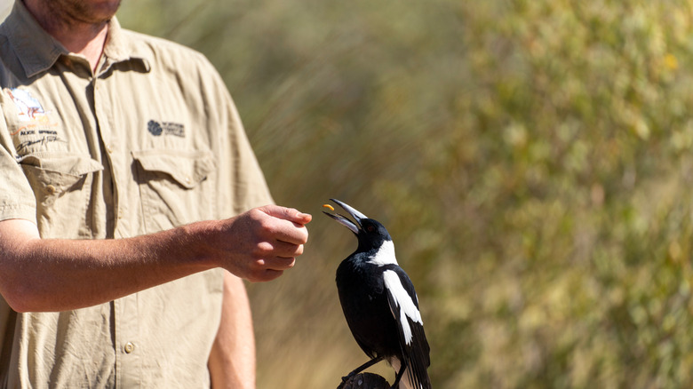 A zookeeper feeds a black and white feathered magpie bird