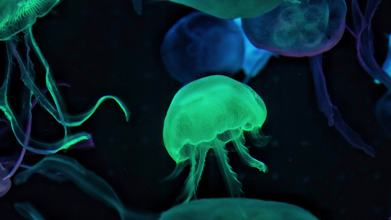 Jellyfish inside the Chimelong aquarium