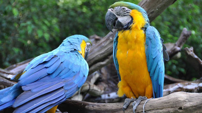 Beautiful parrots inside the Chimelong Spaceship complex