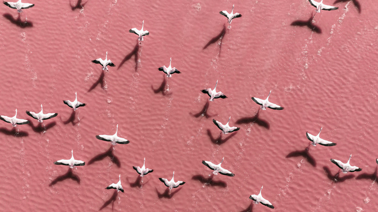 An overhead photo of flamingos taking flight over the surface of a pink-hued lake