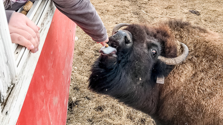 woman feeds bison from the bison train in cheyenne wyoming