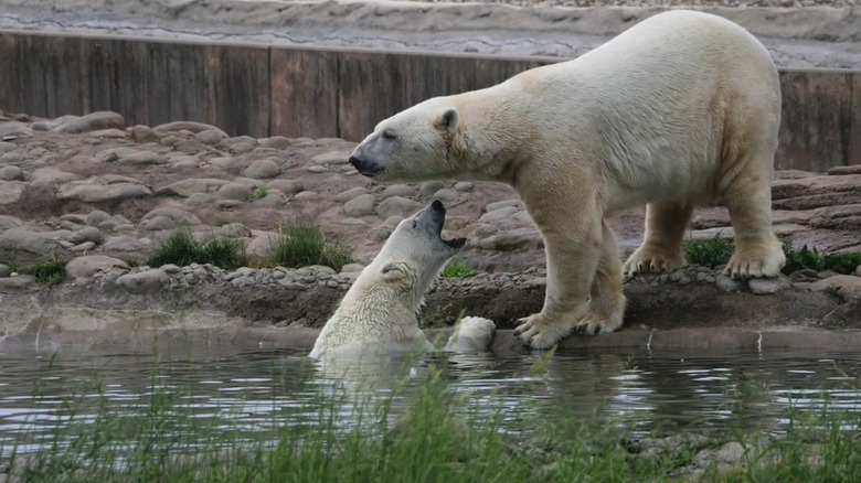 Two polar bears at Detroit Zoo