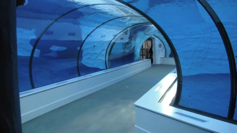 Acrylic tunnel underwater at Detroit Zoo