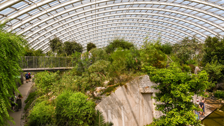 Interior of the Great Glasshouse at the National Botanic Garden of Wales