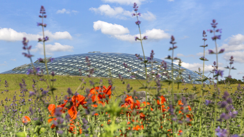 Flowers outside the Great Glasshouse at the National Botanic Garden of Wales