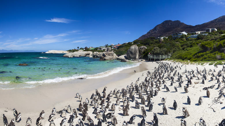 penguins on beach coastline