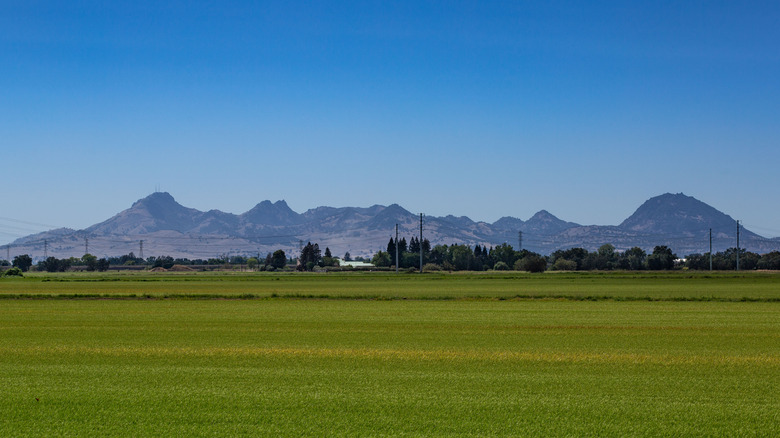 Sutter Buttes in the distance