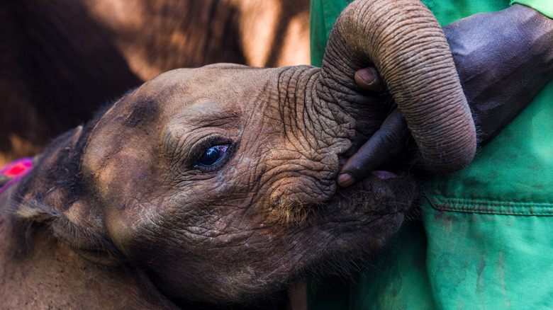 Elephant keeper caring for an orphaned calf.