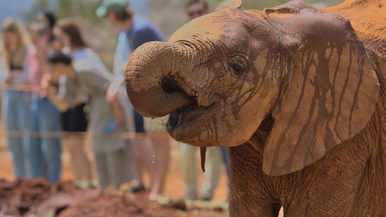 Orphaned elephant drinking water with visitors behind it.