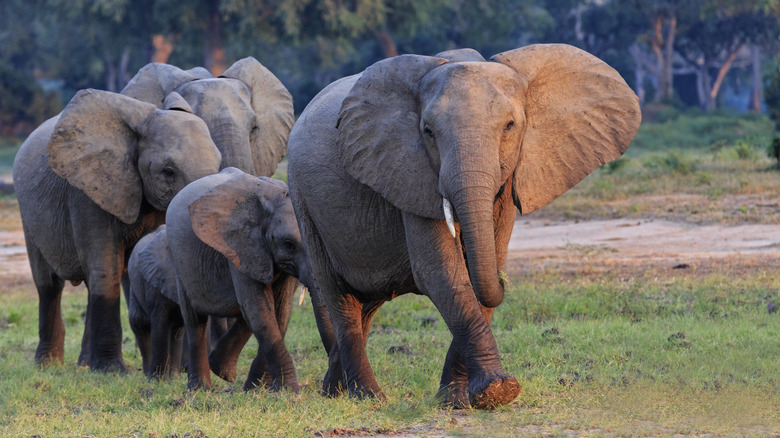 Young elephants roaming through the wilderness.