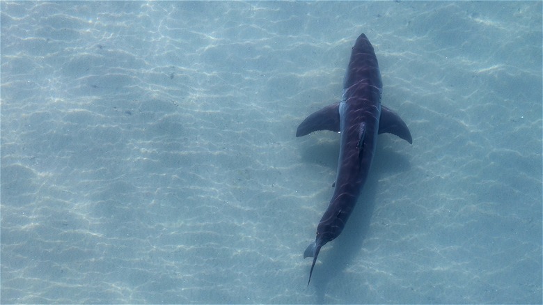 Shark off San Diego