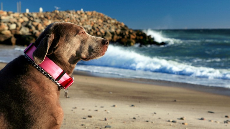 Dog at Misquamicut State Beach