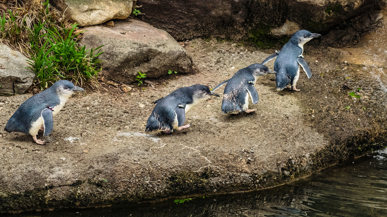 Little blue penguins parading around