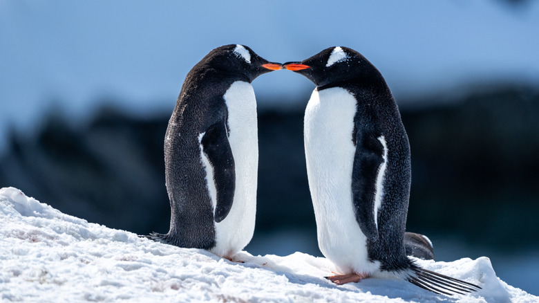 Two penguins standing together