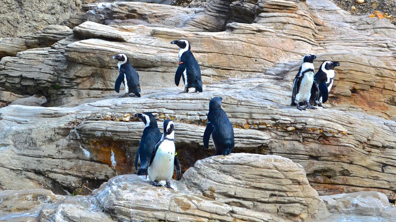 Penguins in enclosure in zoo