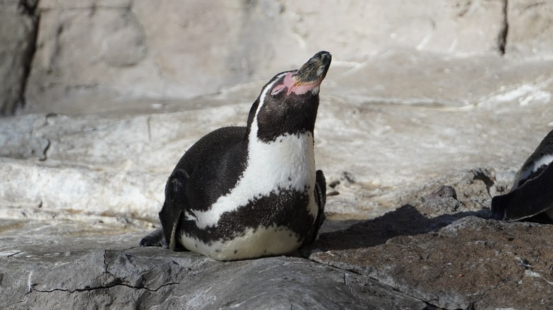 Penguin enjoying the weather in St. Louis Zoo