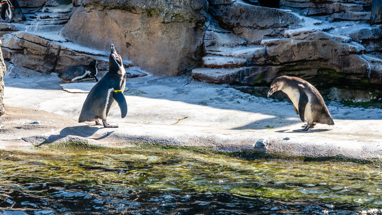 Penguins in Woodland Park Zoo in Seattle, WA