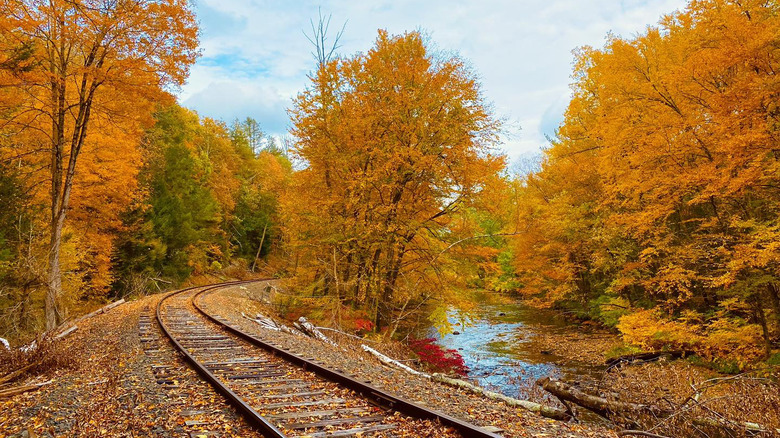 Autumn Colors Limited railroad tracks