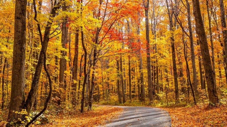 Roaring Fork Motor Nature Trail smokies