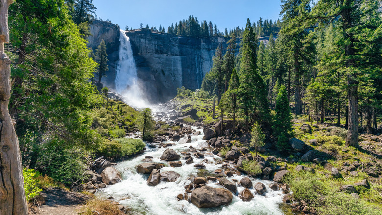 A lively landscape in Yosemite