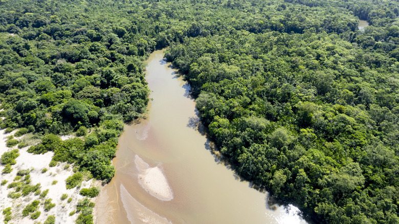 Amazon River in jungle