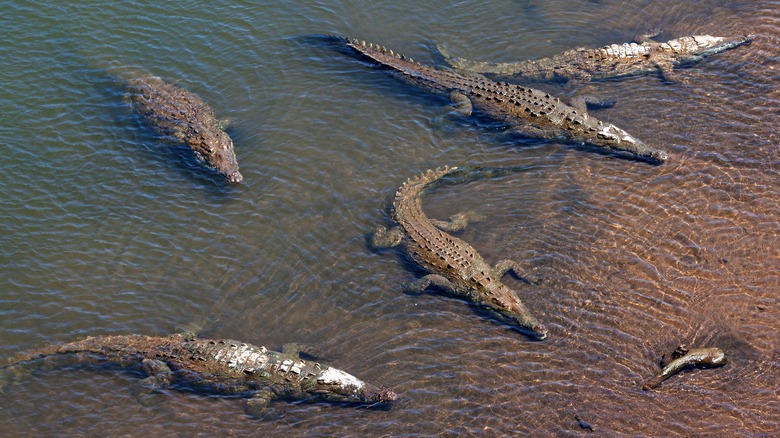 Crocodiles in Rio Tarcoles