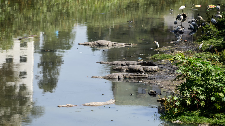 Crocodiles in Vishwamitri River