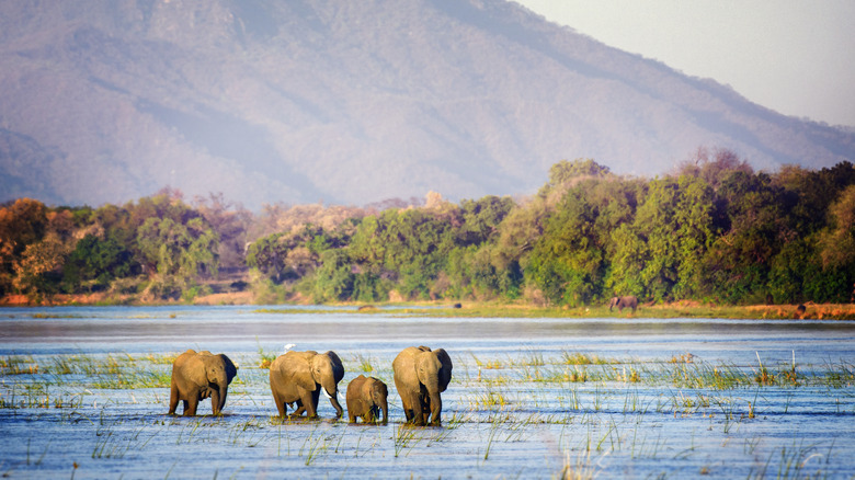 Elephants in Zambezi River