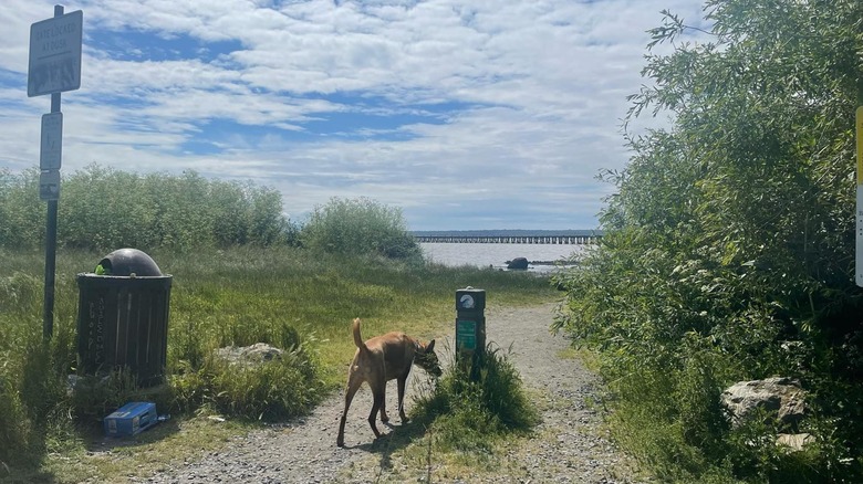 Dog walking onto beach at Little Squalicum Park, Washington