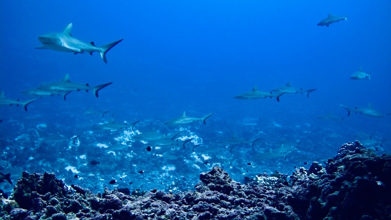 The Shark Wall at Fakarava