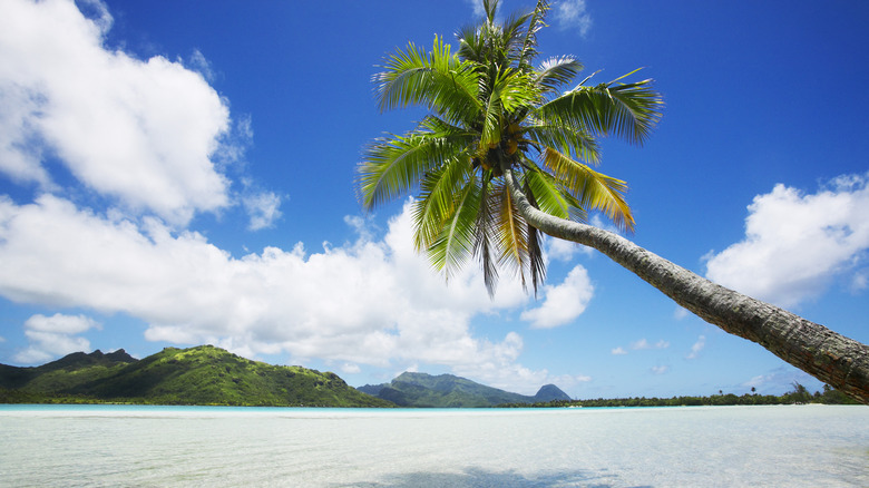 leaning palm tree on beach