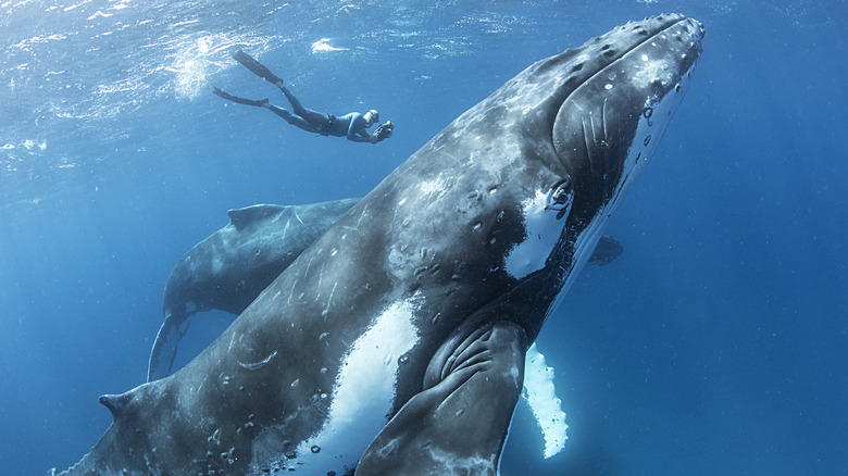 diver swimming with humpback whales