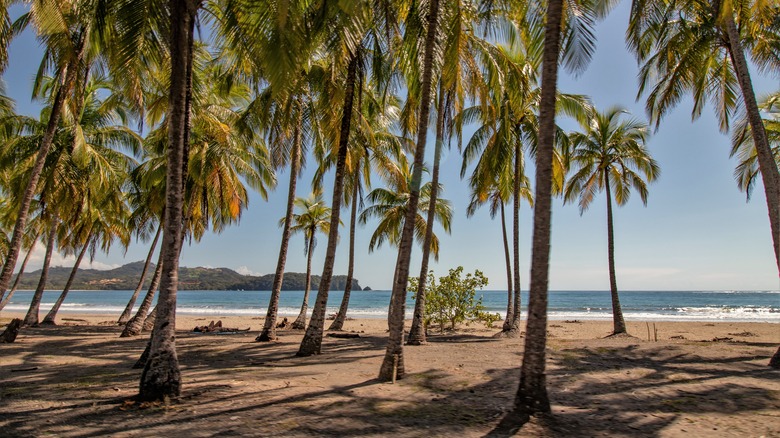 Playa Carrillo palm trees