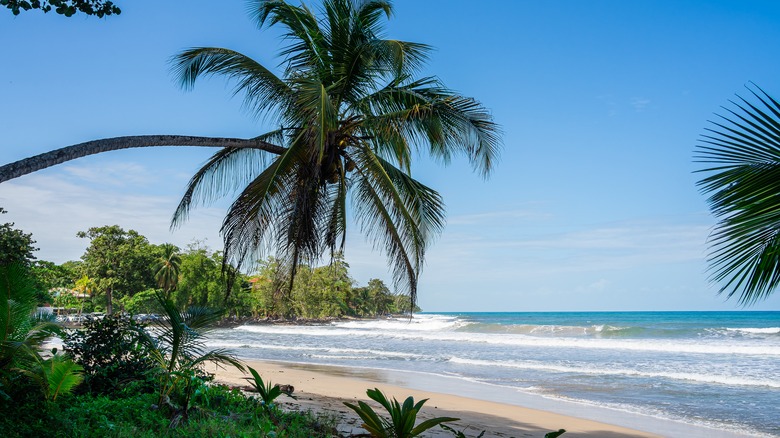 beach in Playa Punta Vargas