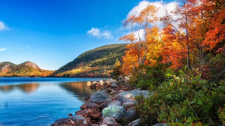 Autumn foliage by lake