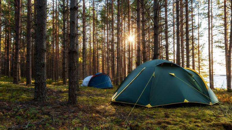 Tents in forest