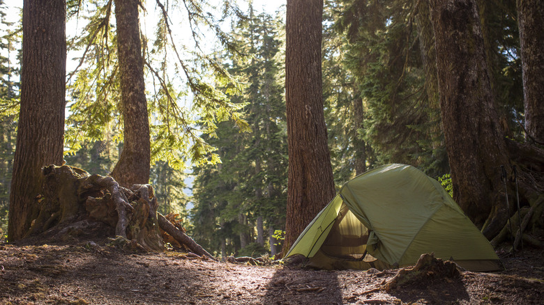 Tent under trees