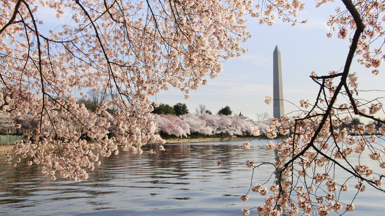 cherry blossoms around lake