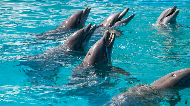 Bottlenose dolphins Florida Keys