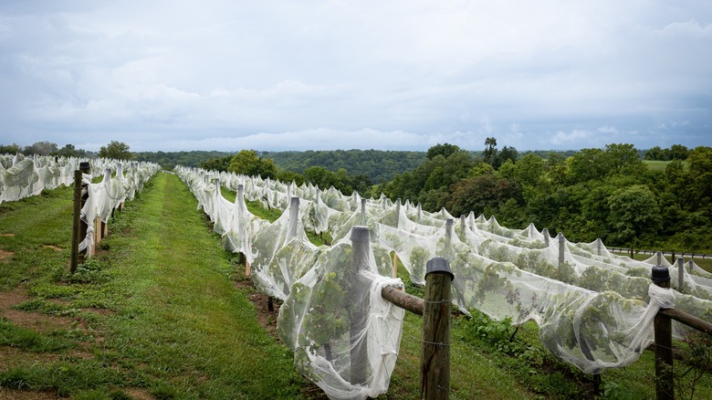 Wine in rural Kentucky 