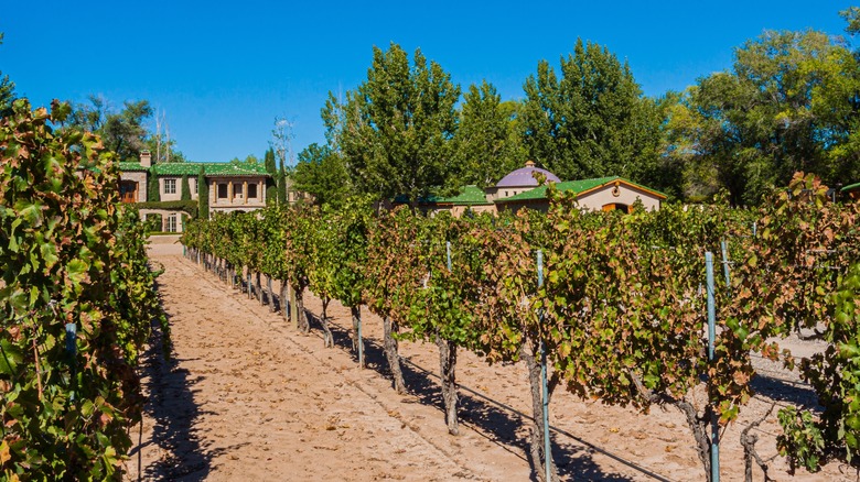 Spanish architecture vineyard in New Mexico 