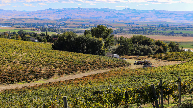 Snake River Valley wine region, Idaho