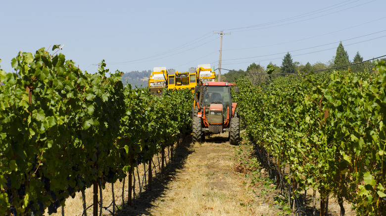 Harvesting wine grapes in Umpqua Valley OR