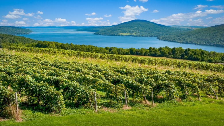 Vineyard along the Finger Lakes in upstate NY