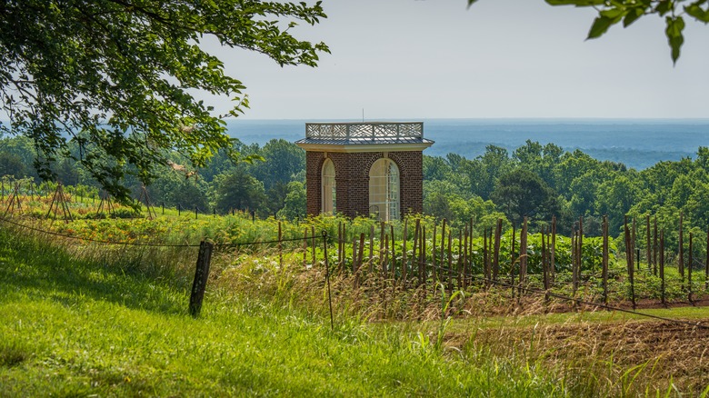 Wine grapes on the Monticello Estate in VA 