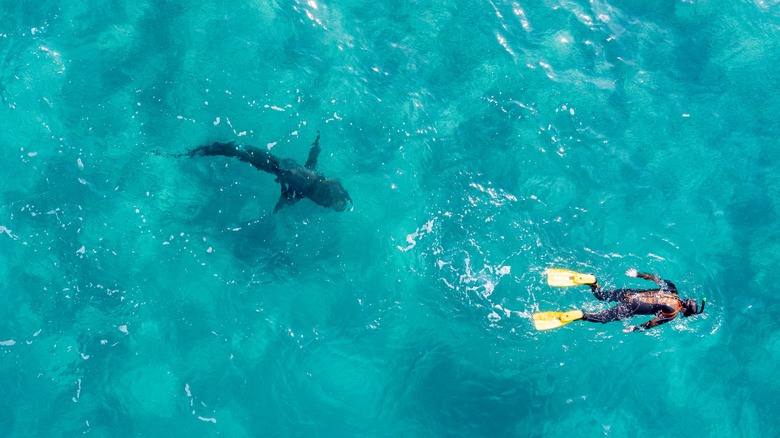 A snorkeler and a shark