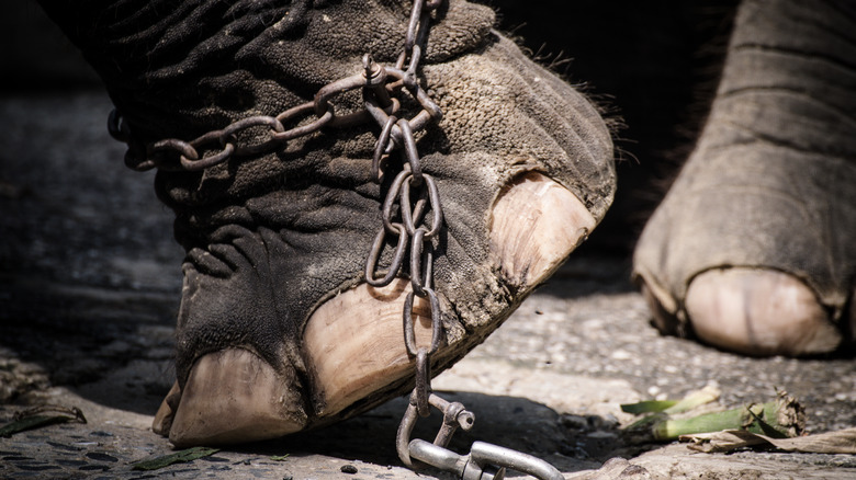 elephant chained ankle