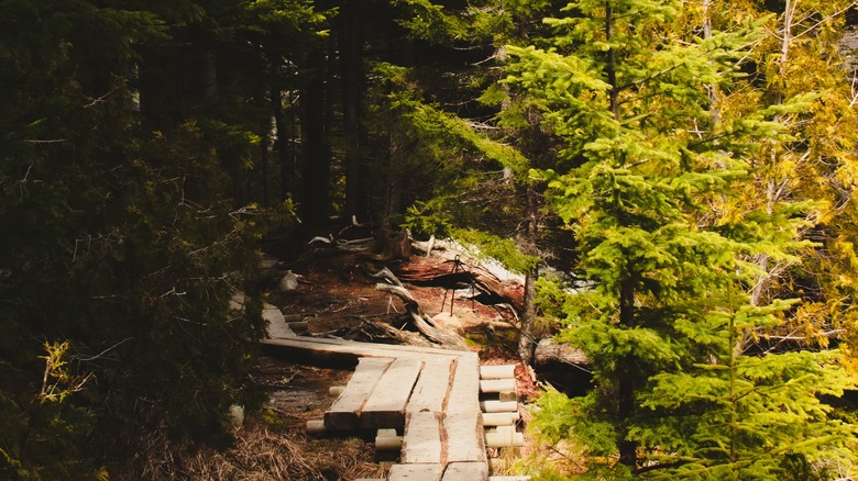 wooden boardwalk through pine forest