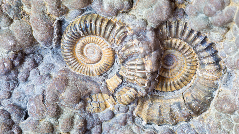 Ammonite fossils in rock